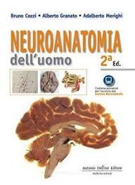Neuroanatomia dell'uomo