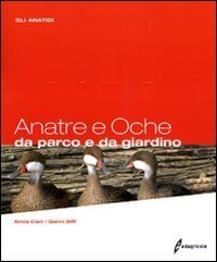 Anatre e oche da parco e da giardino. Gli anatidi