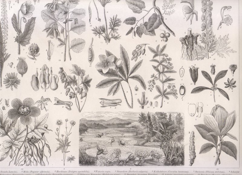 PRIMAVERA CHE SEMPRE RITORNI